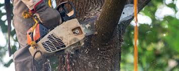 How Our Tree Care Process Works  in  Cypress, CA