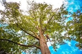 Cypress, CA Tree Care Company