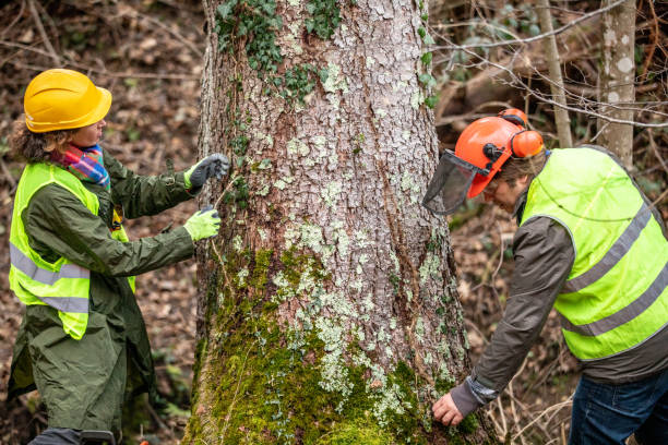  Cypress, CA Tree Care Pros