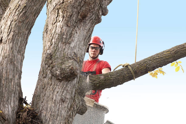 Leaf Removal in Cypress, CA